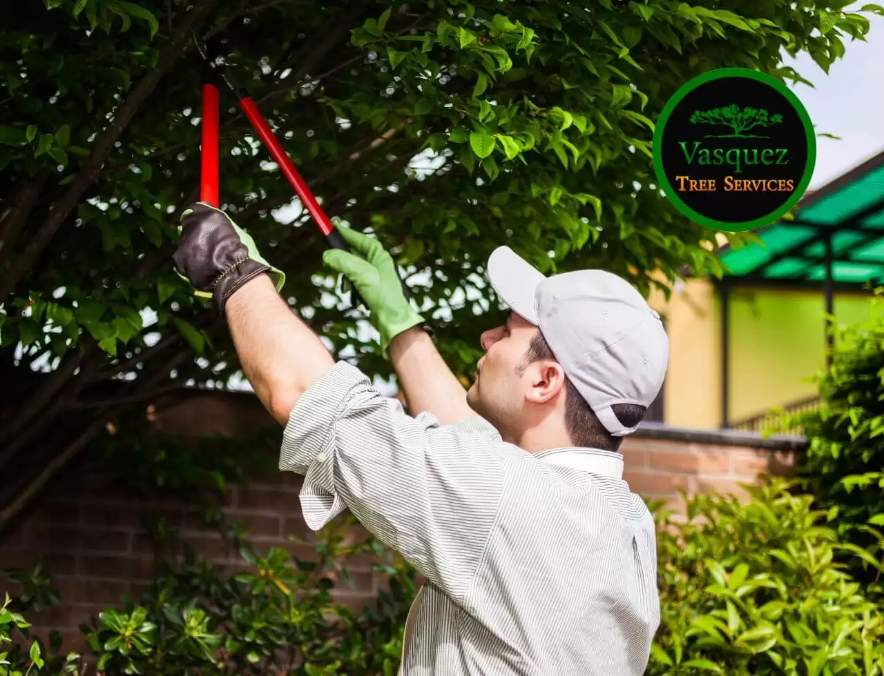 Professional Tree Trimming Services